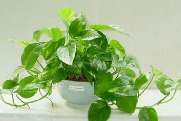 绿萝-十大吸甲醛的植物排行榜
